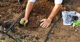 Mann pflanzt im Garten an-Tipps für den Nutzgarten