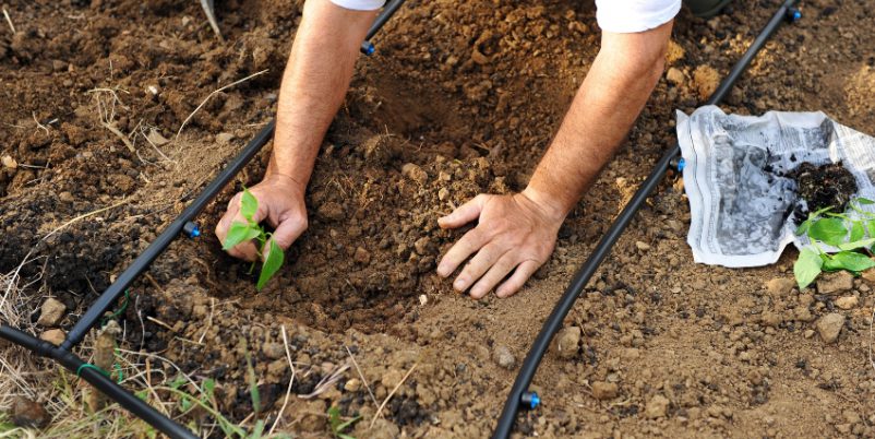 Mann pflanzt im Garten an-Tipps für den Nutzgarten