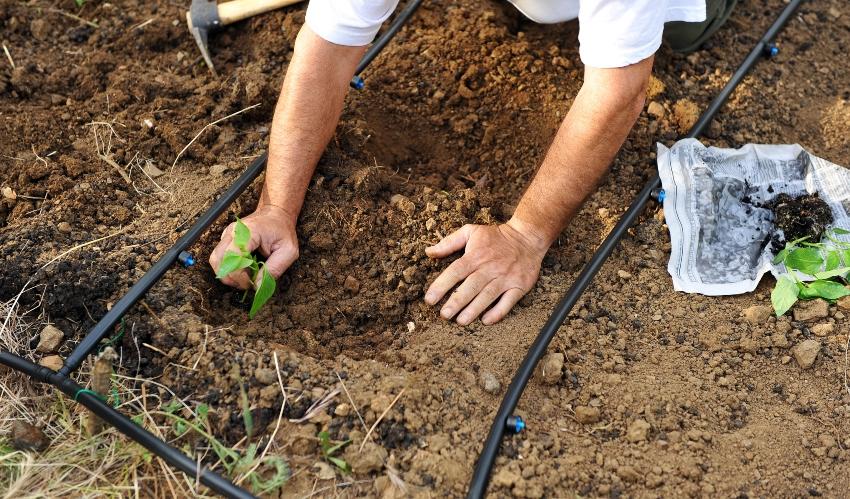 Mann pflanzt im Garten an-Tipps für den Nutzgarten