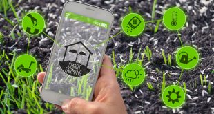 Bewässerung im Smart Garden - Smartphone im Garten