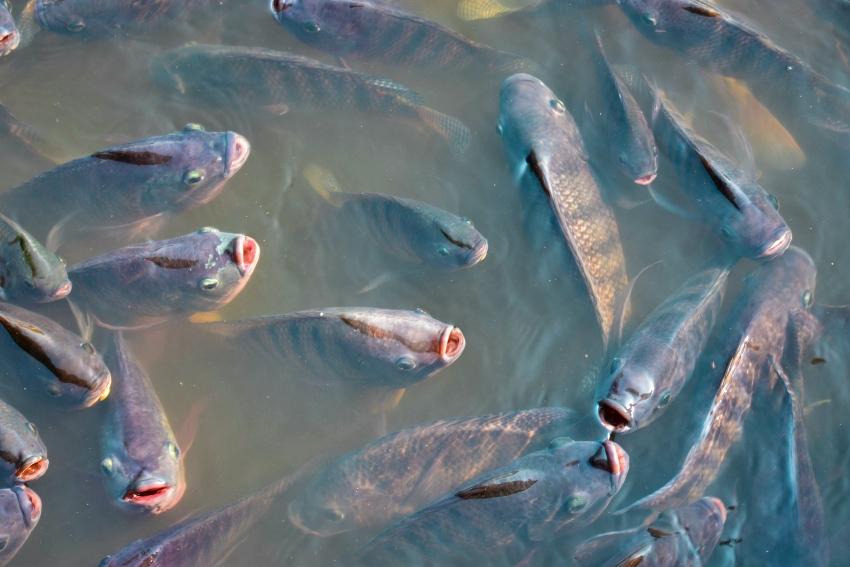 Tilapia sind eine geeignete Fischart für Aquaponik
