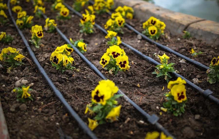 Tropfbewässerung in einem Gänseblümchenbeet