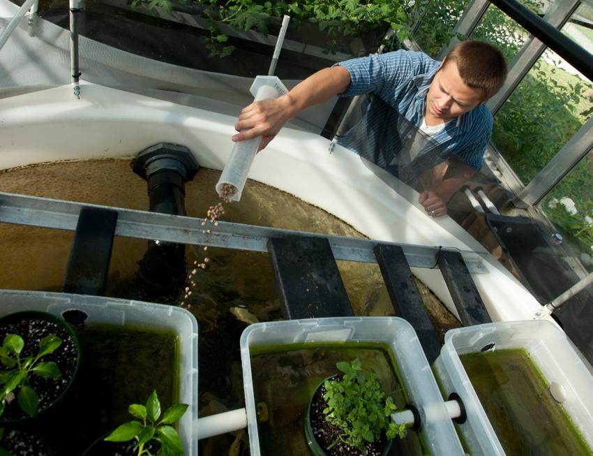 Jemand füttert die Fische in einem Aquaponik System - Ebbe-Flut-System 