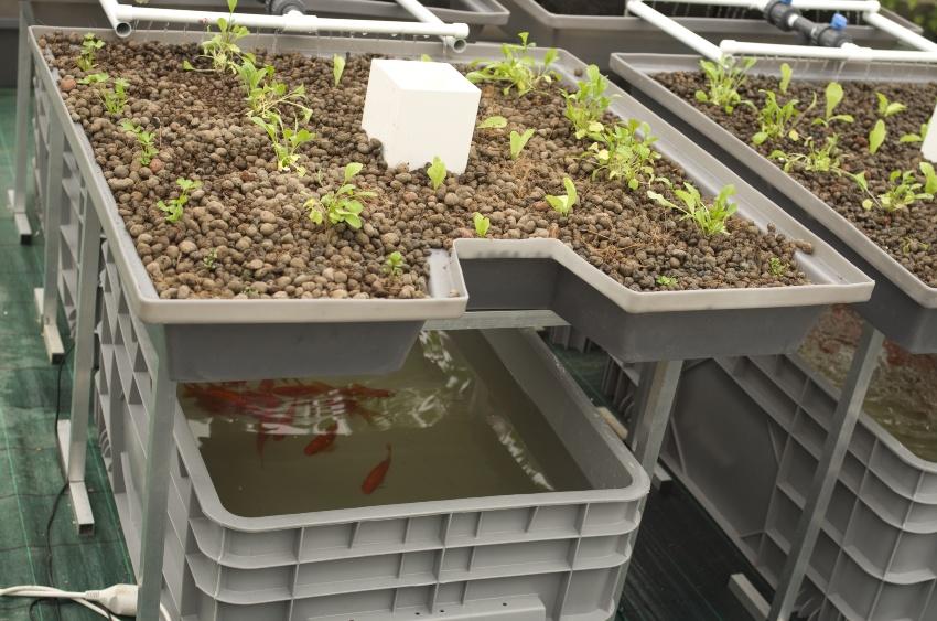 Beim Aquaponik werden Fischzucht und Nutzpflanzen in ein symbiotisches System gebracht Aquaponik-Anlage - Cycle-Farming