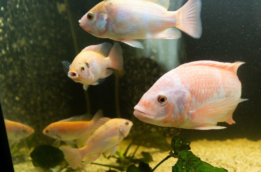 Tilapia ist eine beliebte Fischart für ein Aquaponicsystem 