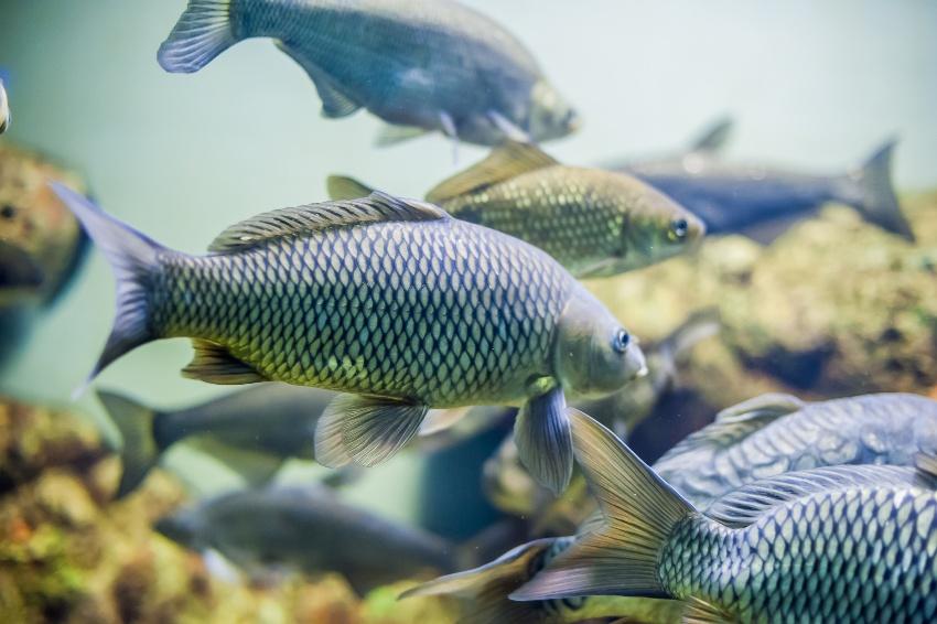 Für Aquaponik sind diverse Fischarten gut geeignet, beispielsweise der Tilapia