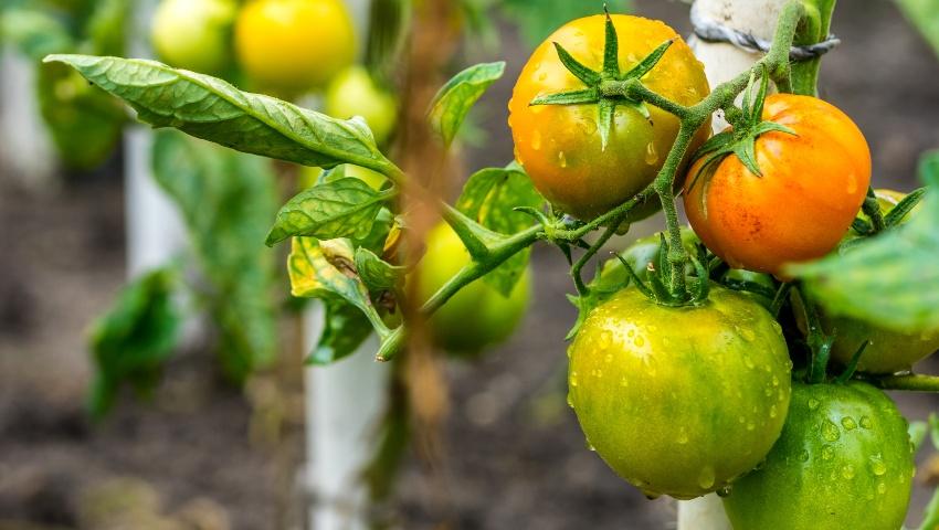 Tomatenstrauch, Nahaufnahme - Bodenfeuchte messen ist wichtig