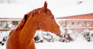 Pferd im Winter - angewiesen auf Thermotränke für Pferde