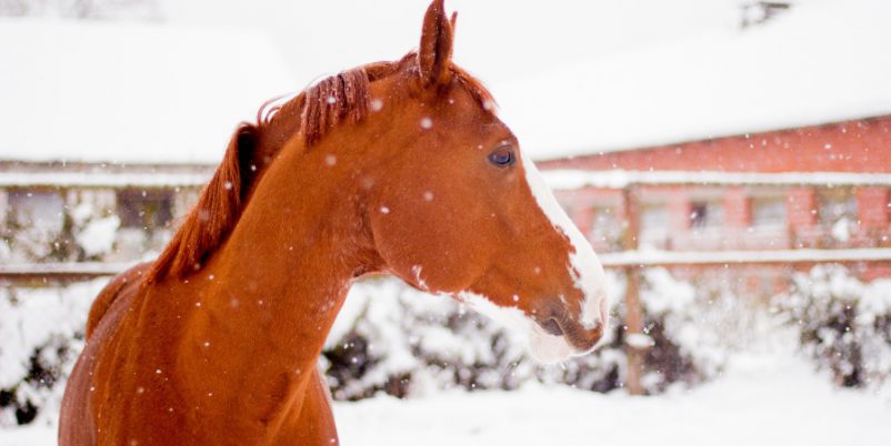 Pferd im Winter - angewiesen auf Thermotränke für Pferde