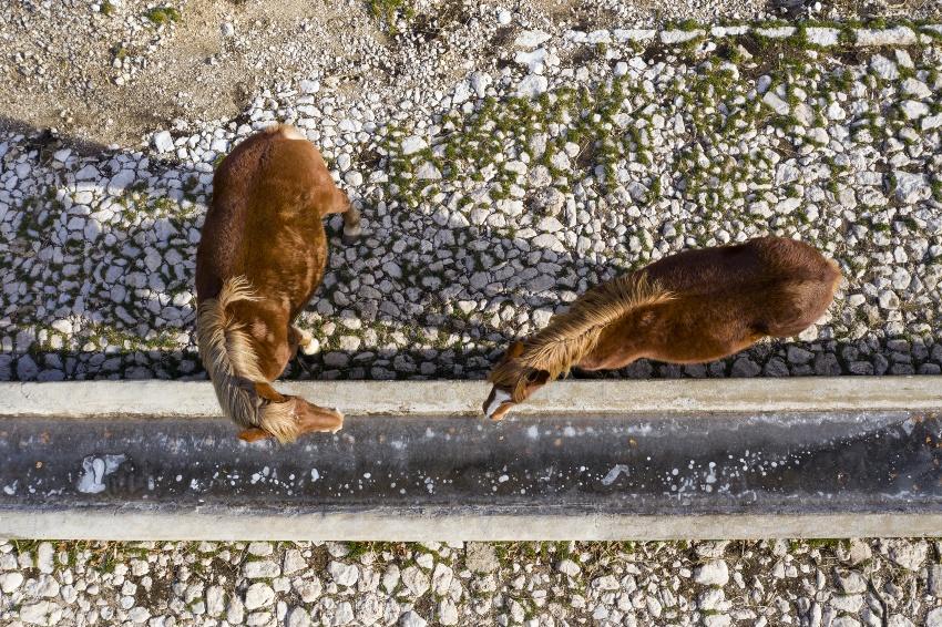 2 Pferde stehen neben gefrorener Tiertränke - eine Thermotränke für Pferde würde Abhilfe schaffen