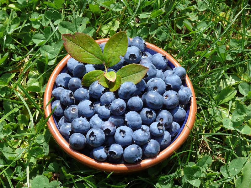 Heidelbeeren in einer Schale 