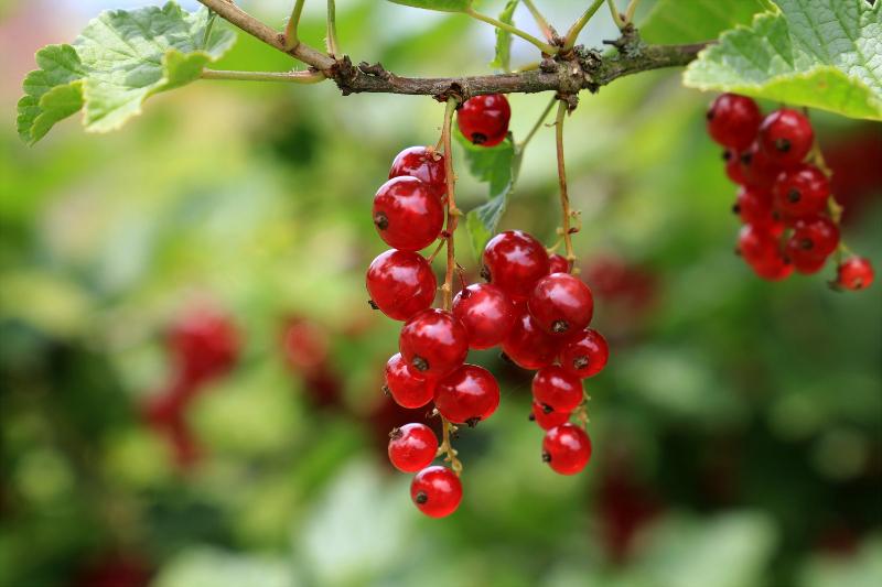 Rote Johannisbeeren am Strauch