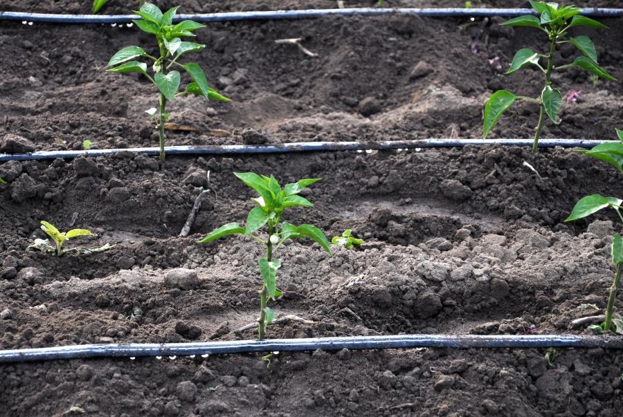 Tropfbewässerung Nahaufnahme - Automatische Gartenberegnung