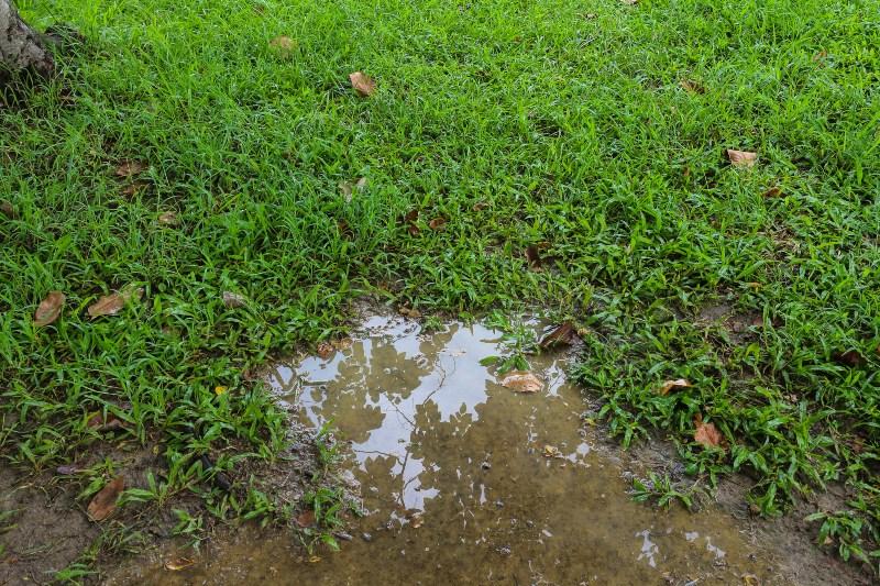 Wasser steht auf einer Rasenfläche, die zu intensiv gegossen wurde