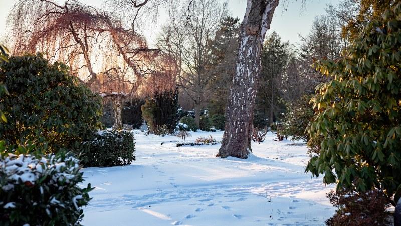 Eine winterliche Parklandschaft mit einigen immergrünen sowie kahlen Pflanzen