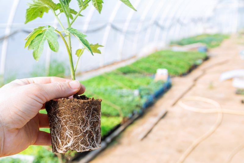 Ein Bauer präsentiert stolz einen Tomatensetzling Wurzelbewässerung selber bauen