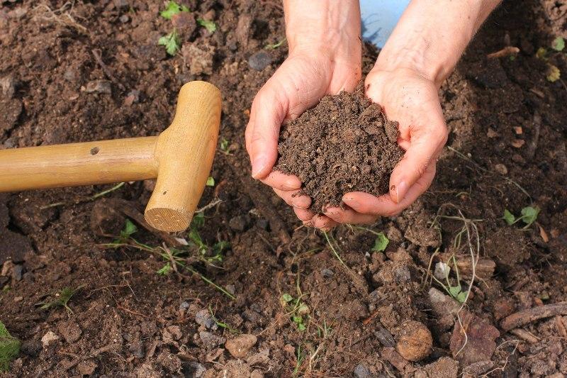 Ein Gärtner hält in seinen Händen lockere Erde Boden umgraben