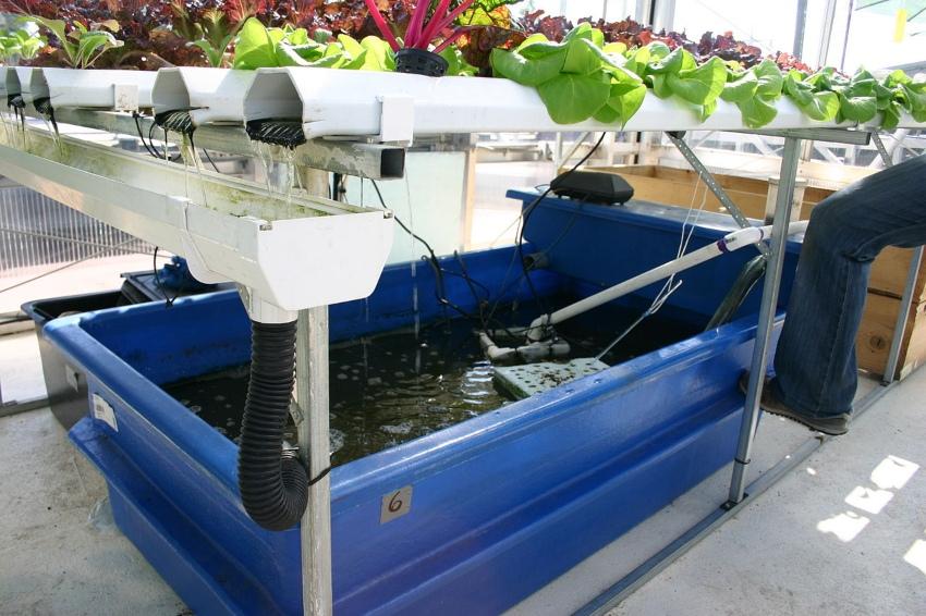 Aquaponics System - Aquaponik-Anlage