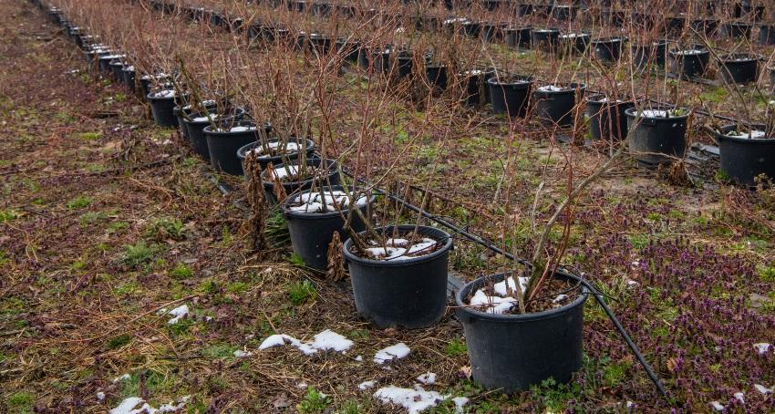 Kann die oberbirdische Wasserleitung frostsicher verlegt werden?