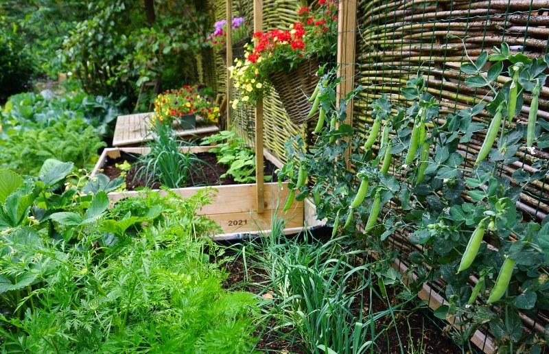 Blick auf einen kleinen Garten, in dem zahlreiche Kübel und Pflanzen dicht beieinander stehen