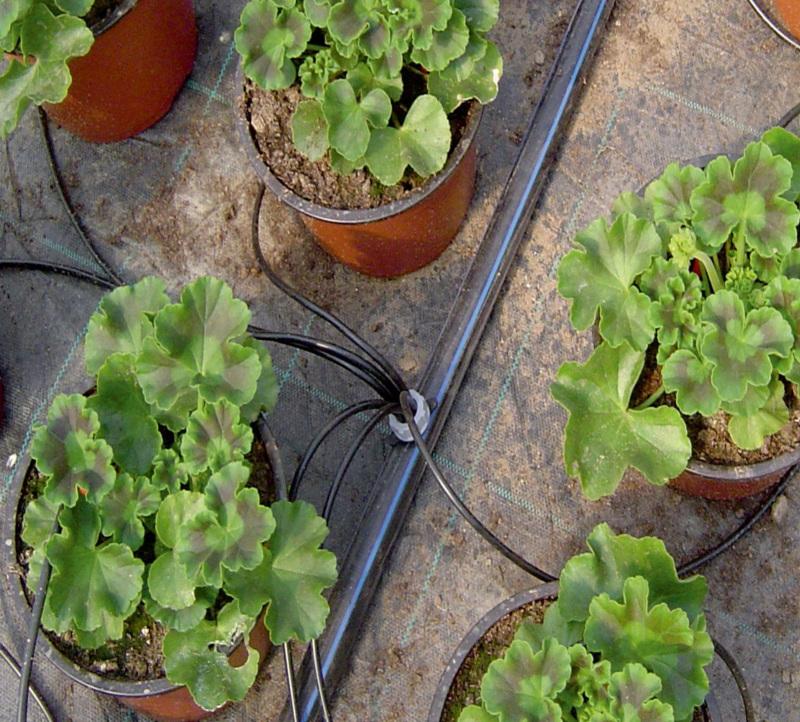 10x Pfeiltropfer 30° Spike 14cm lang 10x Pfeiltropfer 30° Spike 14cm lang