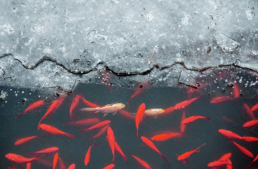 Fische schwimmen, es ist eine Eisschicht sichtbar - Aquaponik im Winter