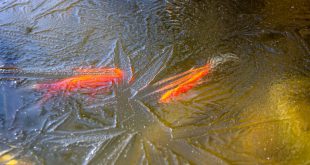 Fische schwimmen unter Eis - Aquaponik im Winter