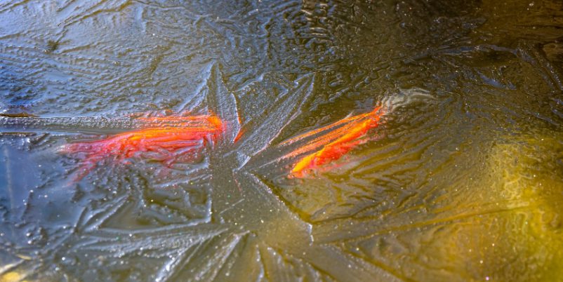 Fische schwimmen unter Eis - Aquaponik im Winter