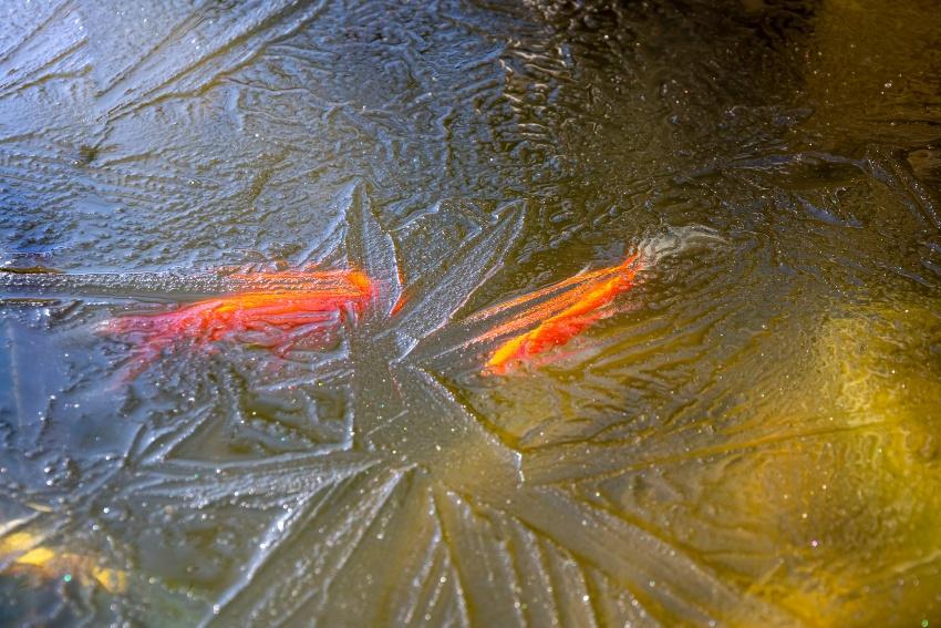 Goldfische Füttern Im Winter