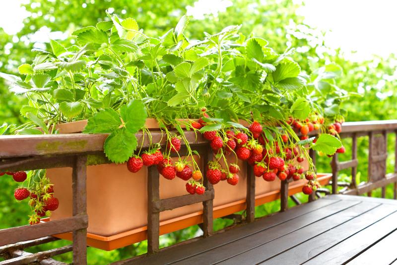 Erdbeeren wachsen in einem Balkonkasten