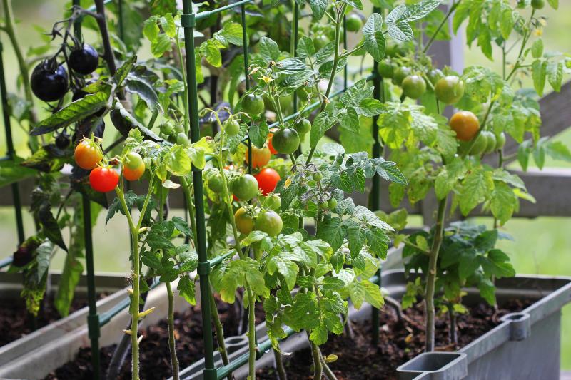 Unterschiedliche Tomatensträucher, die in einem Balkonkasten angepflanzt sind, tragen reiche Früchte 