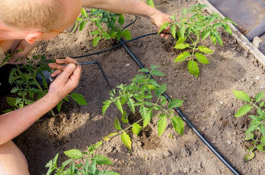 Jemand installiert ein Bewässerungssystem für seine Pflanzen - Wasserleitung im Garten verlegen