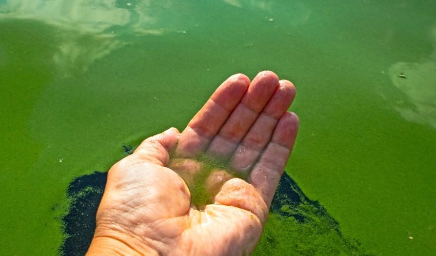 Hand in Wasser getaucht, Wasser mit Algenbildung