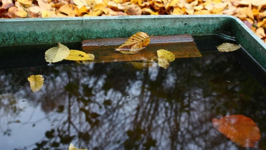 Regentonne, mit Herbstlaub verdreckt - Regenwasseraufbereitung für die Gartenbewässerung