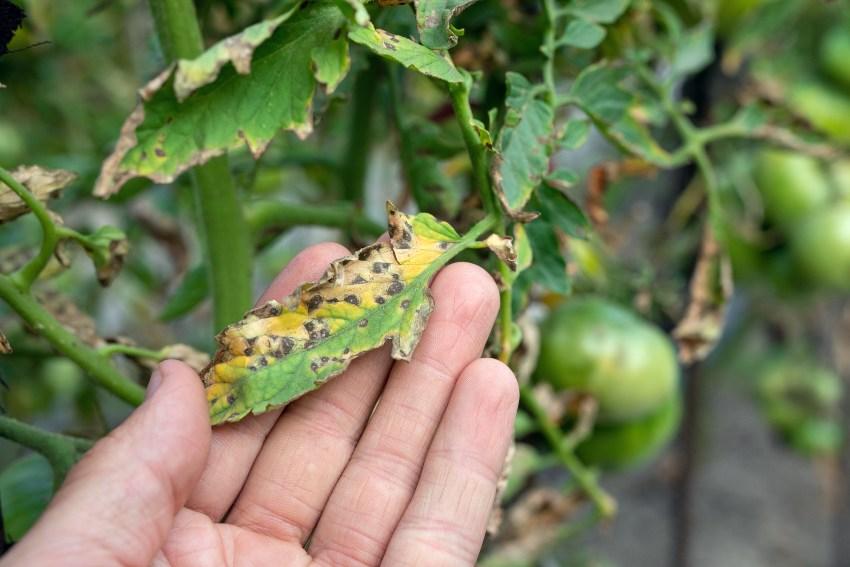 Tomatenstrauch mit Krankheit - Tensiometer für die Bewässerung nutzen
