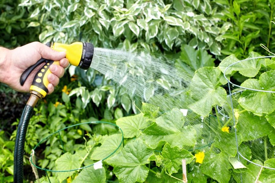 Gartenschlauch bewässert Pflanzen