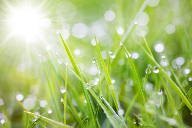 30+ Rasen Sprengen Unter Sonne, Verwandelt sich ihr grün im sommer