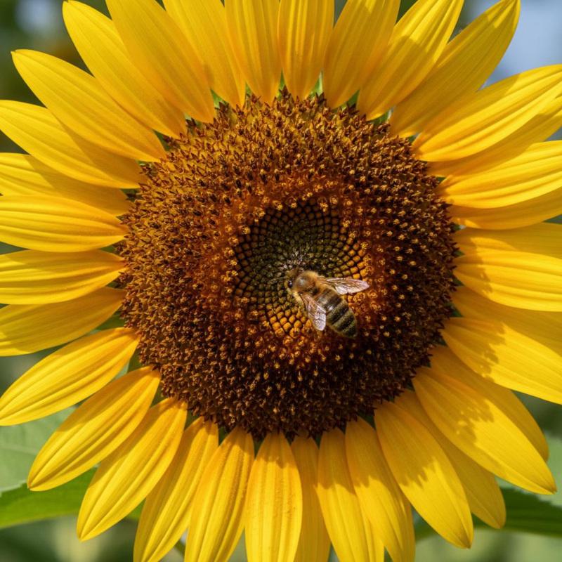Nahaufnahme einer Sonnenblume mit Honigbiene auf der Blütenscheibe 