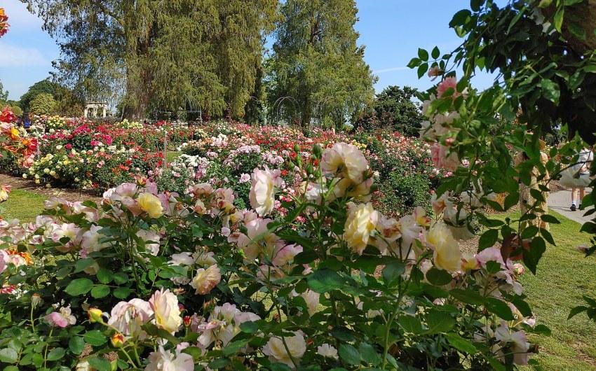 Mit der richtigen Bewässerung erblühen Rosensträucher 