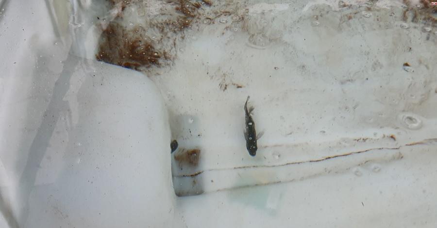 Kleiner Fisch schwimmt im IBC Container