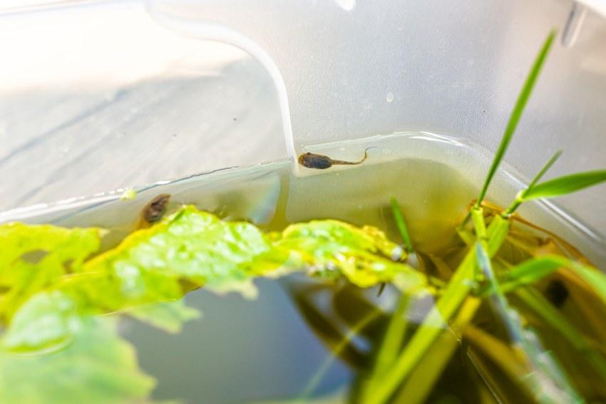 Kaulquappen und Wasserpflanzen sind auch denkbar für einen IBC-Hochteich