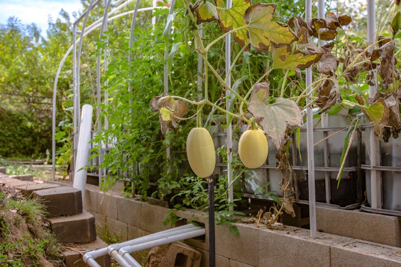 Üppiges Fruchtgemüse wächst im aquaponischem Anbau