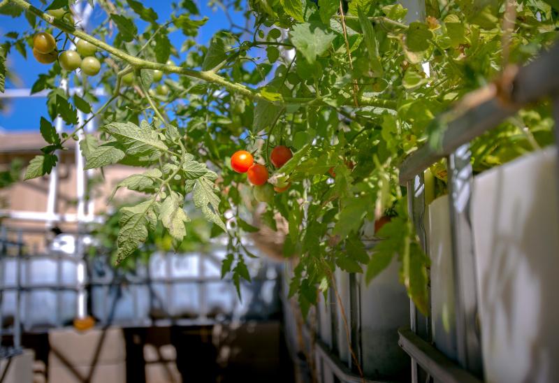 Tomaten wachsen in einem zur Aquaponik-Anlage umgebauten IBC