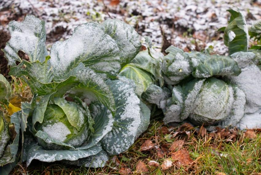 Grünkohl-bei-Frost