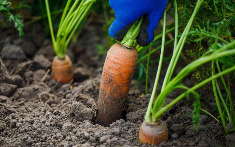 Welches Gemüse im Herbst pflanzen? REKUBIK® Magazin