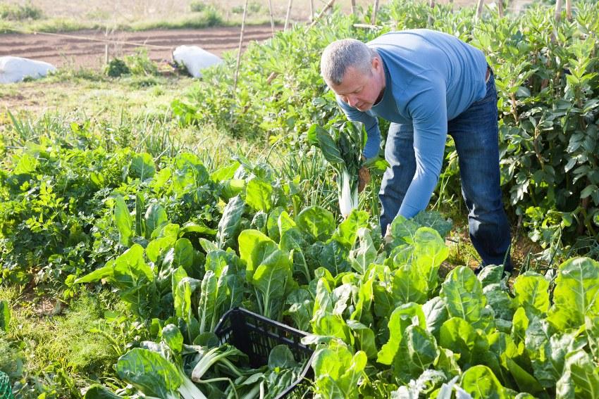 Kohl wird geenrtet - Gemüse im Herbst