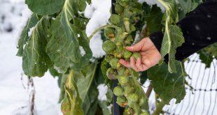 Rosenkohl-im-Winter - Gemüse im Herbst aussäen