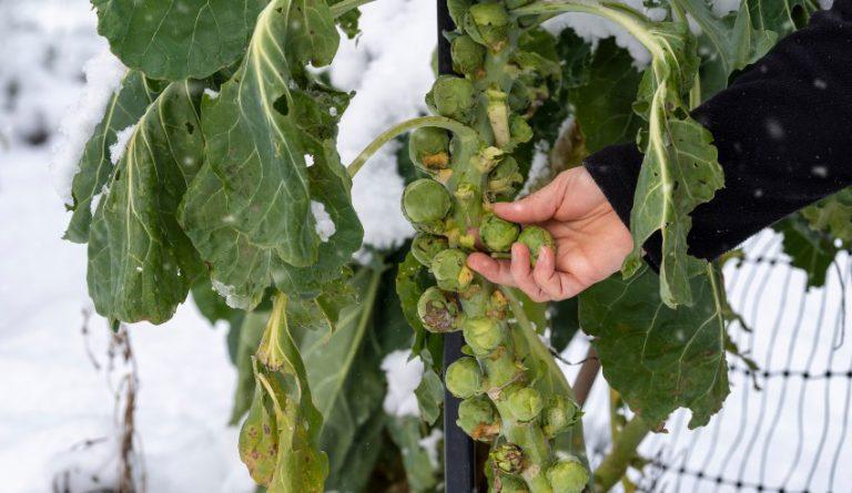 Checkliste Garten auf den Winter vorbereiten So geht's REKUBIK