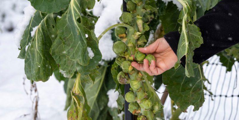 Rosenkohl-im-Winter - Gemüse im Herbst aussäen