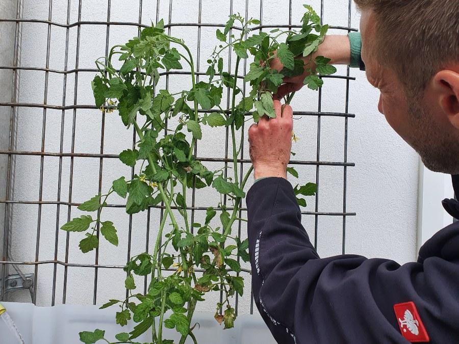 Gebrauchte rekonditionierte IBC als Wassertank oder Regentonne